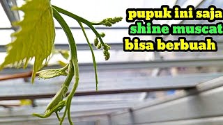 CARA PEMBUAHAN ANGGUR SHINE MUSCAT||PEMANGKASAN PEMBUAHAN