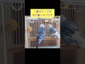 発情していた2羽のインコ。落ち着いたので一緒に放鳥してみました。 セキセイインコ インコ budgerigar