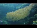 【動画】スイミーのような魚の群れ　アクアマリンふくしま　サンゴ礁の海 swimmy