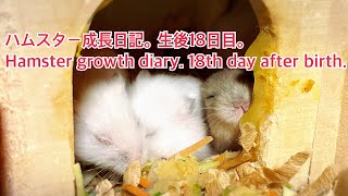 ハムスター成長日記。生後18日目。Hamster growth diary. 18th day after birth. #薔薇です🌹#baradesu #hamster #ハムスター