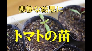 トマト発芽