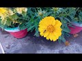 12 महीने खिलने वाले फूलों का पौधा coreopsis sun ray flower plant