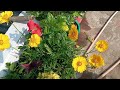 12 महीने खिलने वाले फूलों का पौधा coreopsis sun ray flower plant