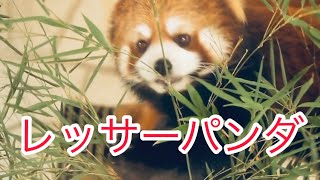 【レッサーパンダ】木渡りして笹を食べるコウメちゃん