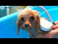 【トリミング】おパンツカットのティーカッププードル pants cut teacup poodle dog grooming u0026 trimming video