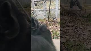 廿日👀㉘チンパンジー・ギンくん♥Chimpanzee・・・沖縄こどもの国・Okinawa Zoo \u0026 Museum(20220120)