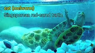 غذا خوردن لاکپشت گوش قرمز #fish #aquarium #beautiful #turtle #singapore #giant_fish #video  #shorts