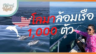 ครั้งหนึ่งในชีวิต ฝูงโลมาล้อมรอบเป็น 1,000 ตัว ทะเล San Diego | มีตังก็เที่ยวไป EP.15