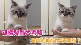 【Cute萌寵】親情殘酷大考驗！當爸爸和媽媽的手疊上後，喵喵二選一！究竟牠會選擇誰呢？