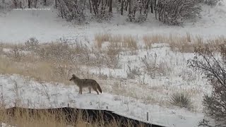 Aggressive coyotes out during mating season