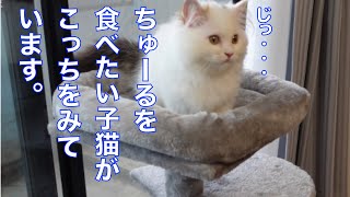 チュールを美味しそうに食べる子猫がかわいいw【ママとまったり】