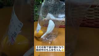 文鳥「みかん🍊食べたくて🐤」