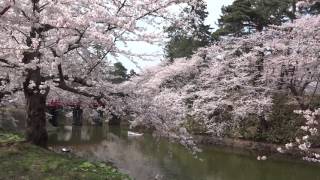 桜の弘前2016-1