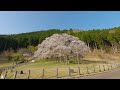 8k 3d vr180 日本三大桜「根尾谷の淡墨桜」usuzumi zakura one of the three great cherry blossom trees in japan