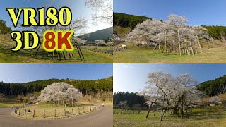 [ 8K 3D VR180 ] 日本三大桜「根尾谷の淡墨桜」Usuzumi-Zakura, one of the three great cherry blossom trees in Japan