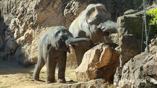 ママと一緒にご飯食べて嬉しい顔のアルンくん【‎2024年‎1月26日】【上野動物園】アジアゾウ