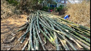 reclaiming a small forest,the thorny bamboo tree is hard and difficult cut ,has many sharp thorns