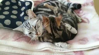 先住猫こむぎと新入り猫ぽんずが仲よくなるまで(20151116)