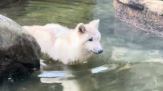 Arctic wolf 幻の白いオオカミ ホッキョクオオカミの親子展示　那須どうぶつ王国にて　2024年9月23日