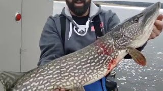 Big Pike with the Finch Spear! - Darkhouse spearing on lake Kabetogama