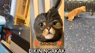 kumpulan aksi kucing lucu yang bikin ngakak 😁 part 1 #kucing #kucinglucu #animals #duniakucinglucu