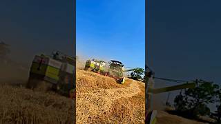 Punjab me gehu da season chali janda he #shorts1 #combine #harvester #tractor #trending #combinemach