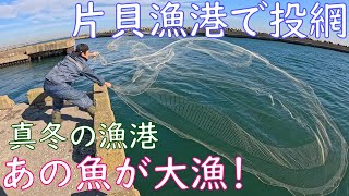 【投網】片貝漁港で友人の投網に同行したらあの魚が大漁でした！【冬の漁港】