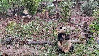 花花叶叶吃竹子太可爱了，叶叶背对镜头【Panda：♀和花He Hua、♀和叶He Ye】成都大熊猫繁育研究基地#大熊猫 #cute #panda #shorts