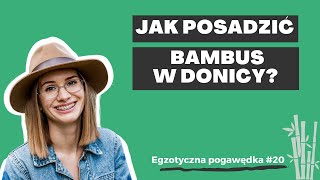 Jak krok po kroku posadzić bambus w donicy? | Egzotyczna Pogawędka #20