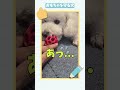 【おもちゃを守る犬】ころんと飼い主の攻防... トイプードル ころんくん 犬