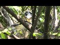 black crowned night heron　ホシゴイからゴイサギ【 nussie village ぬっしー村 】