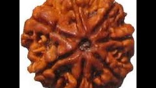 Uses And Benefits Of  Shasta Mukhi Rudraksha -with Six Faces Rudraksha