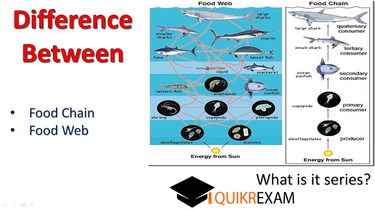 What Is Difference Between Food Chain And Food Web || Quikr Exam - YouTube