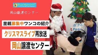 【岡山の保護犬】クリスマスライブ（再）　：　里親募集中のワンコ #Shorts #保護犬 #里親募集 #殺処分 #犬 #譲渡 #dog #ピースワンコ