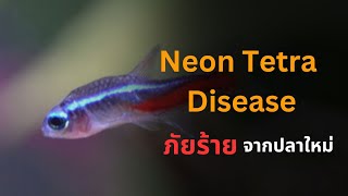 UREKA AQUARIUM EP.21 Neon Tetra Disease ภัยร้ายจากปลาใหม่