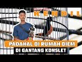 murai MAIN KONSLET padahal dirumah diem MURAI BATU KENDIL By HoBi ID