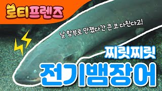 전기뱀장어 송 | 찌릿찌릿⚡ 전기뱀장어 | 물 속 장기자랑 | 동물동요 | 바다동물 | 해양생물