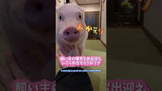 飼い主の帰宅をお出迎えしてくれるマイクロブタ A mini pig to greet me when I return home #マイクロブタ #micropig #ミニブタ #minipig