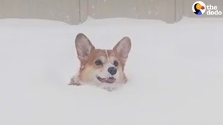 Happy Corgi Runs Through Snow