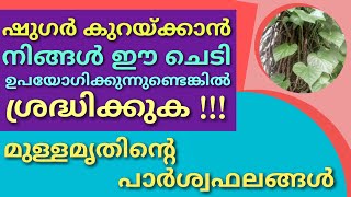 064 |പ്രമേഹം കുറയാൻ നിങ്ങൾ ഈ ചെടി കഴിക്കുന്നുണ്ടോ? | മുള്ളമൃതിന്റെ പാർശ്വഫലങ്ങൾ| Dr.Jishnu Chandran