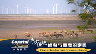 China's wetland: Safe haven for endangered species