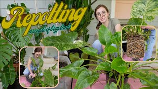 Let's repot some big plants! Variegated Philodendron Giganteum & Painted lady