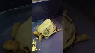 「肯亞豹龜幼龜養成」對，奴才就是這裡，再加點水上去～#tortoise #第一次養陸龜 #leopard