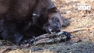 Wolverine shows some awesome moves in Helsinki Zoo (Gulo gulo)