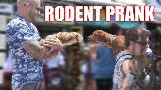 Rodent Prank