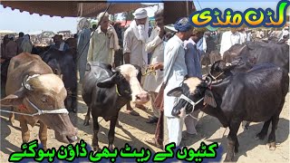 Pure Nili Ravi Kattian Jhotian Buffalo Price In Pakistan / Luddan Cattle Market Update