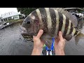 toadfish spinning combo **big sheepshead**