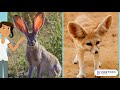 Animal Structures& Functions: Survival