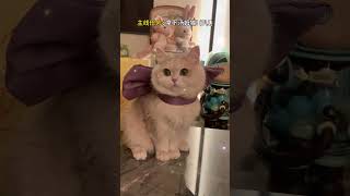 【#薄荷猫猫甜不甜】这样可以拿下汤姆猫吗 #薄荷猫猫 #仙女猫 #汤姆猫女神