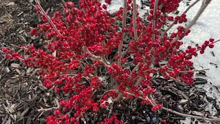 Berry Poppins Ilex Caught My Eye